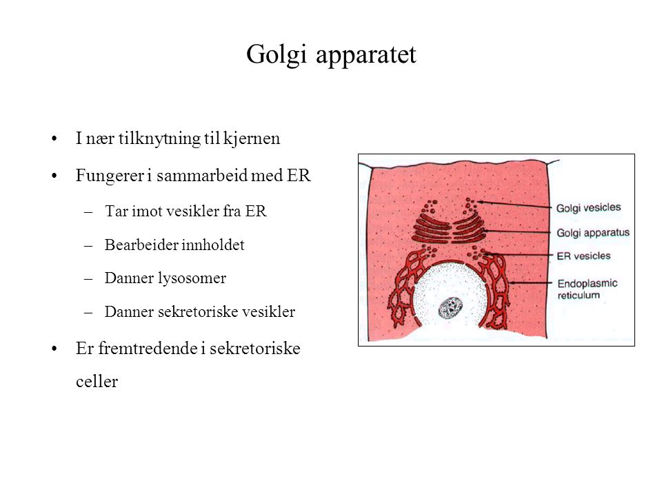 Golgi apparatet I nær tilknytning til kjernen