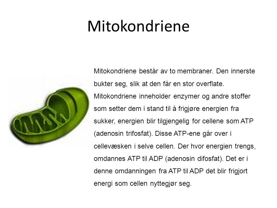 Mitokondriene