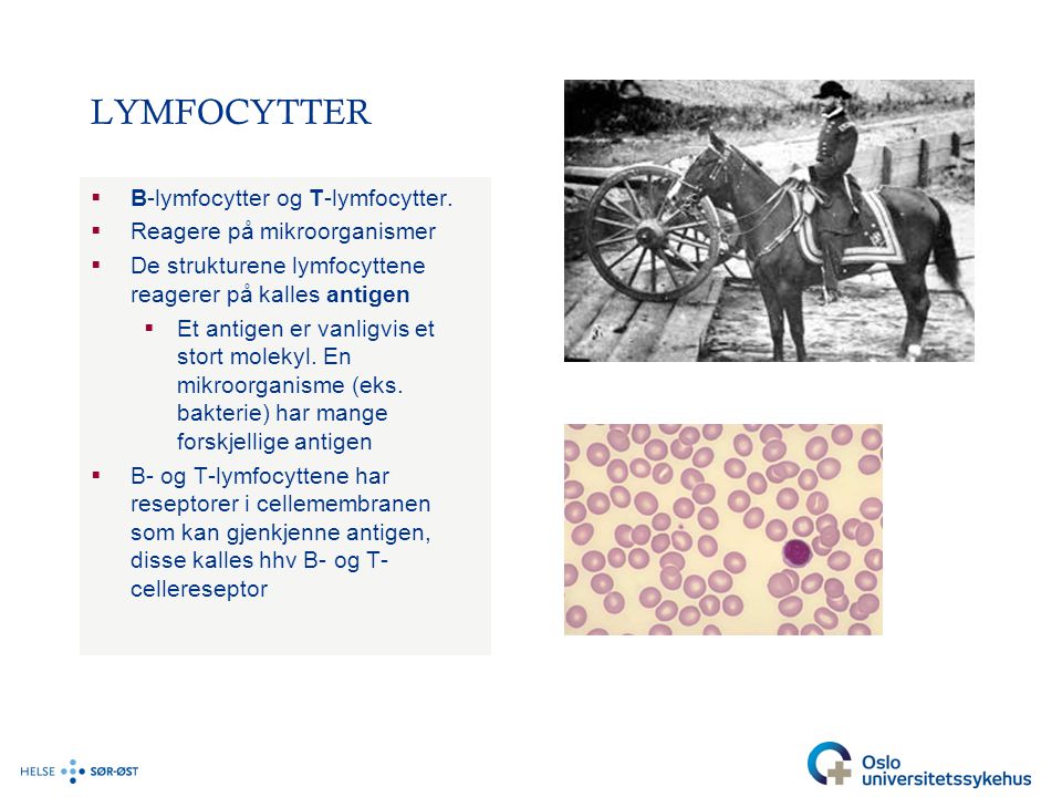 LYMFOCYTTER B-lymfocytter og T-lymfocytter. Reagere på mikroorganismer