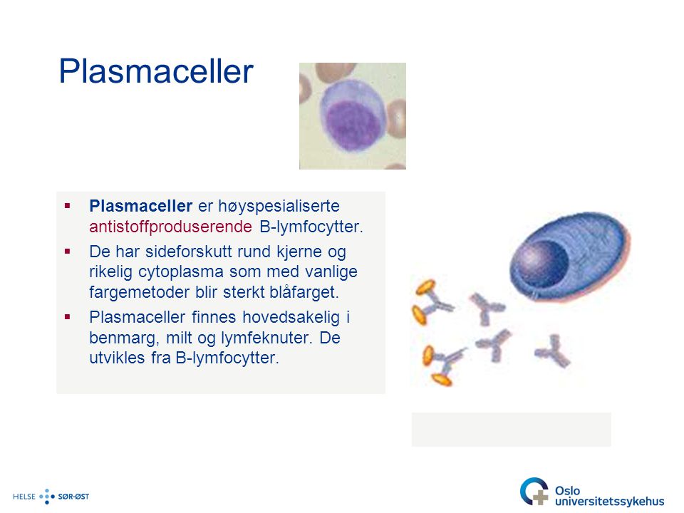 Plasmaceller Plasmaceller er høyspesialiserte antistoffproduserende B-lymfocytter.