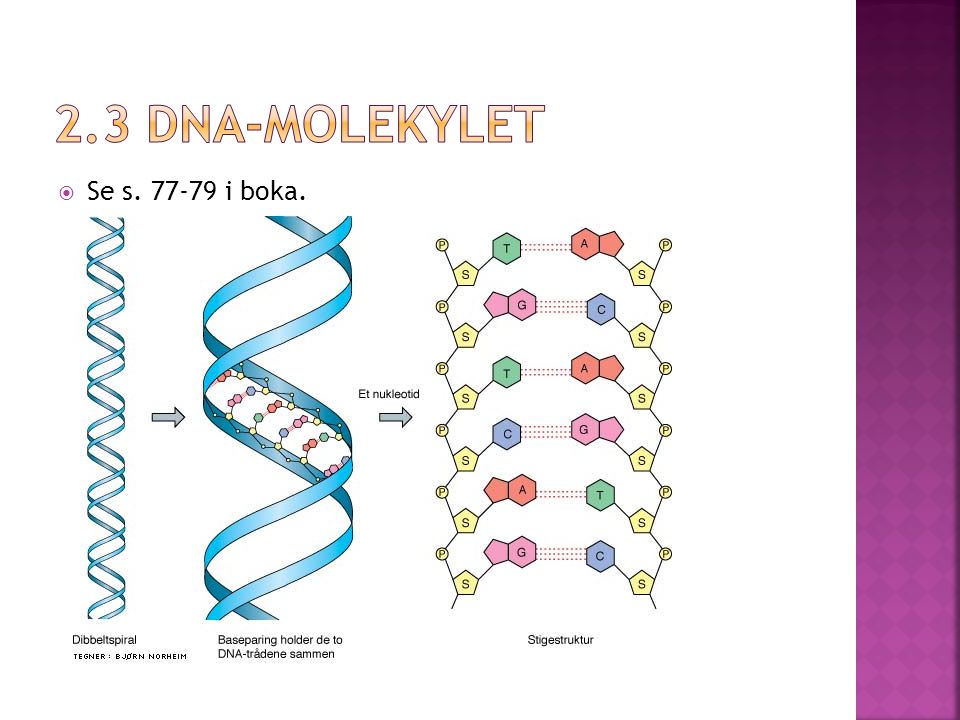 2.3 DNA-molekylet Se s i boka.