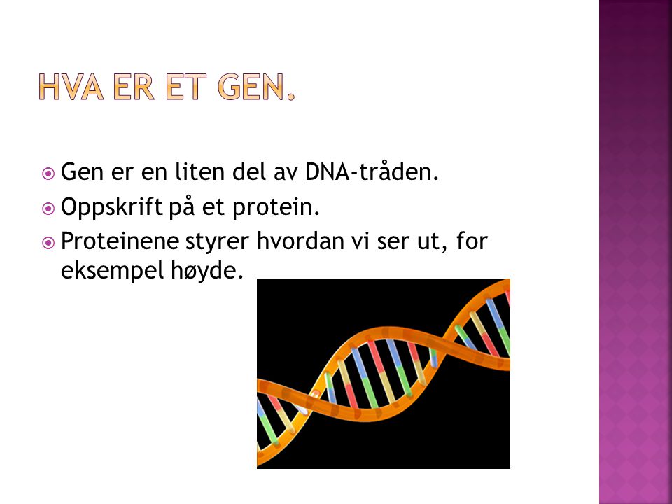 Hva er et gen. Gen er en liten del av DNA-tråden.