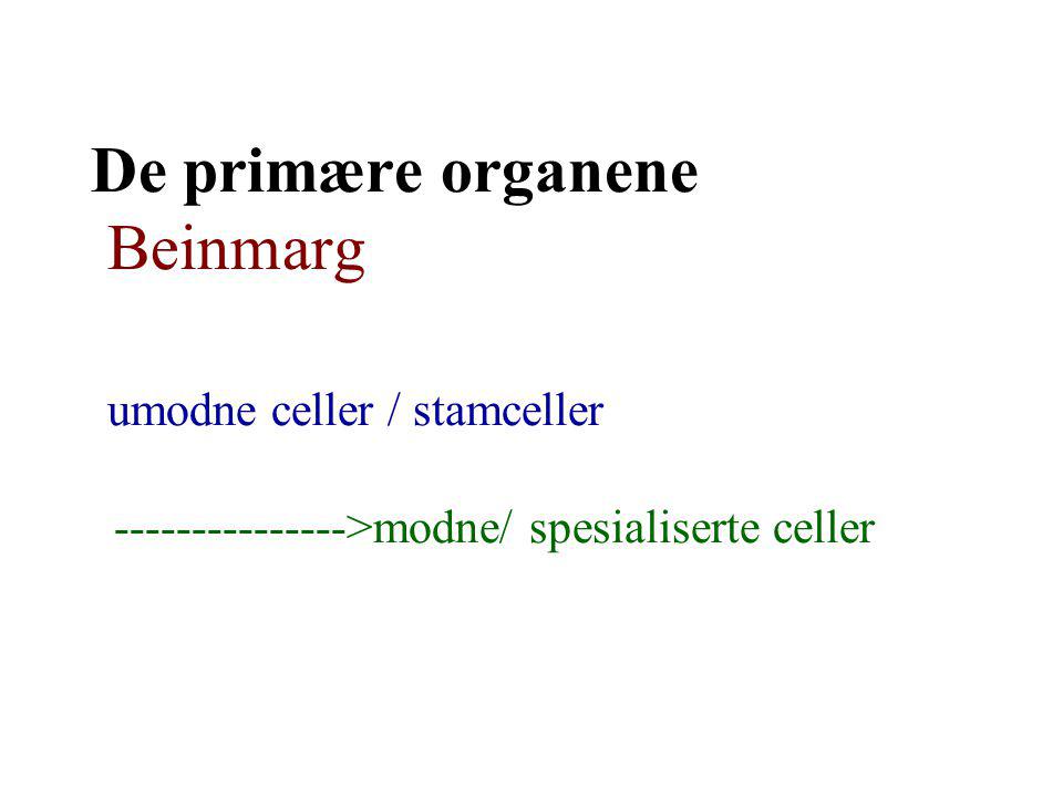 De primære organene Beinmarg umodne celler / stamceller >modne/ spesialiserte celler