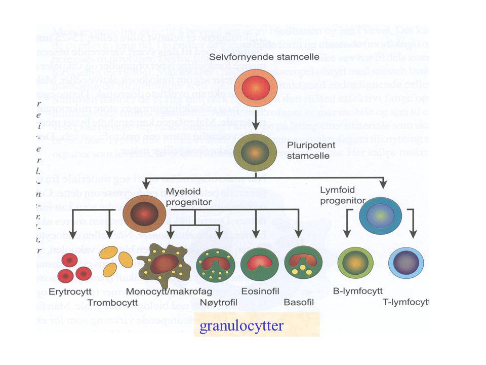 granulocytter