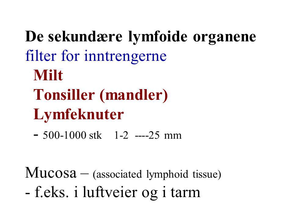 De sekundære lymfoide organene filter for inntrengerne Milt Tonsiller (mandler) Lymfeknuter stk mm Mucosa – (associated lymphoid tissue) - f.eks.