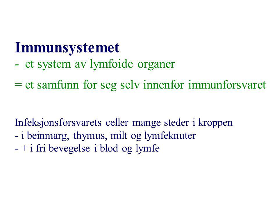 Immunsystemet - et system av lymfoide organer = et samfunn for seg selv innenfor immunforsvaret Infeksjonsforsvarets celler mange steder i kroppen - i beinmarg, thymus, milt og lymfeknuter - + i fri bevegelse i blod og lymfe