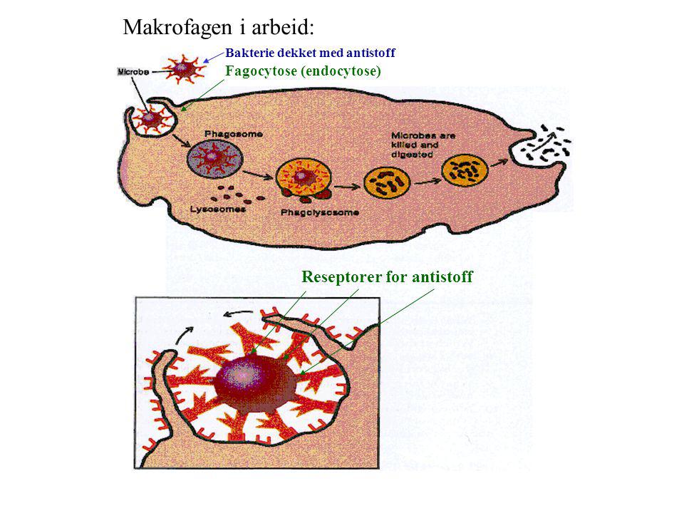 Makrofagen i arbeid: Reseptorer for antistoff Fagocytose (endocytose)