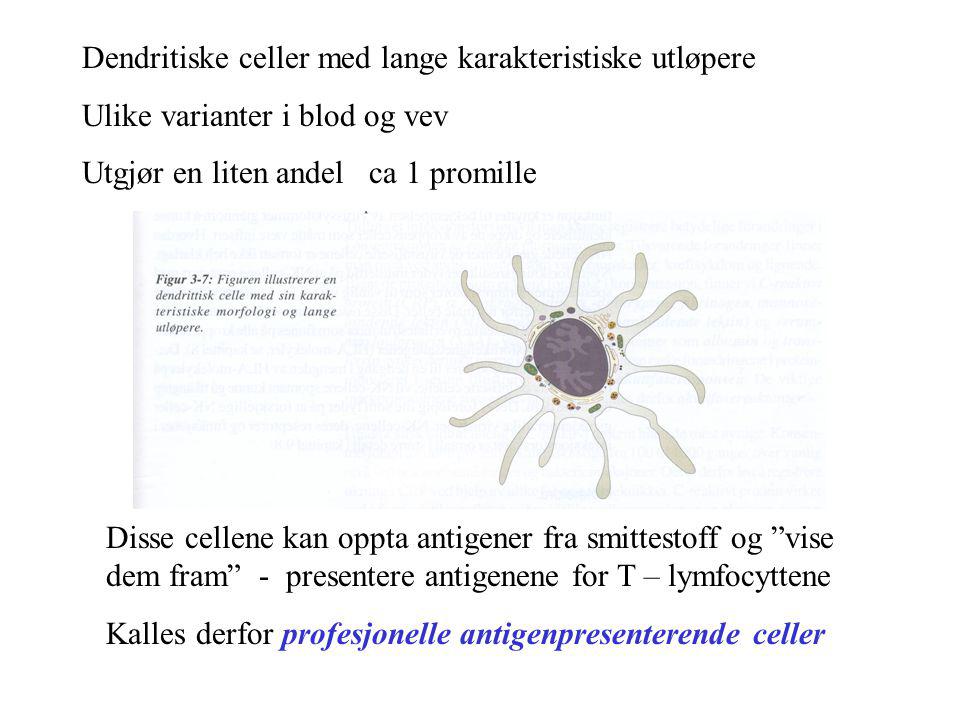 Dendritiske celler med lange karakteristiske utløpere