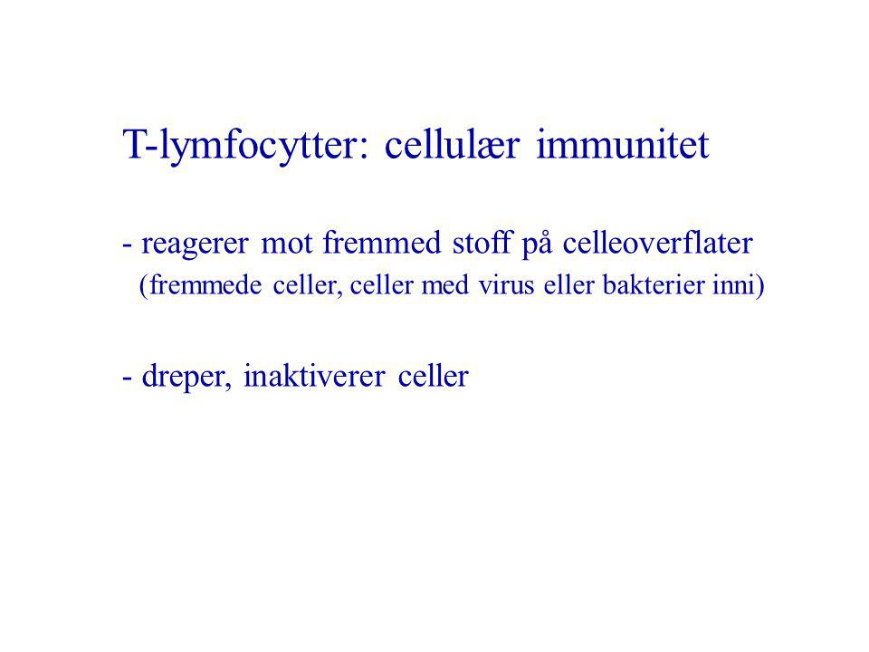 T-lymfocytter: cellulær immunitet