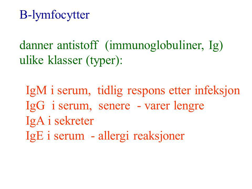 B-lymfocytter danner antistoff (immunoglobuliner, Ig) ulike klasser (typer): IgM i serum, tidlig respons etter infeksjon.