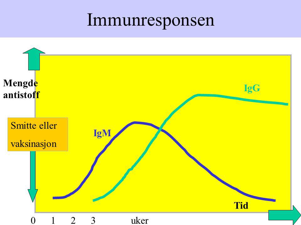 Immunresponsen Mengde antistoff IgG Smitte eller vaksinasjon IgM Tid