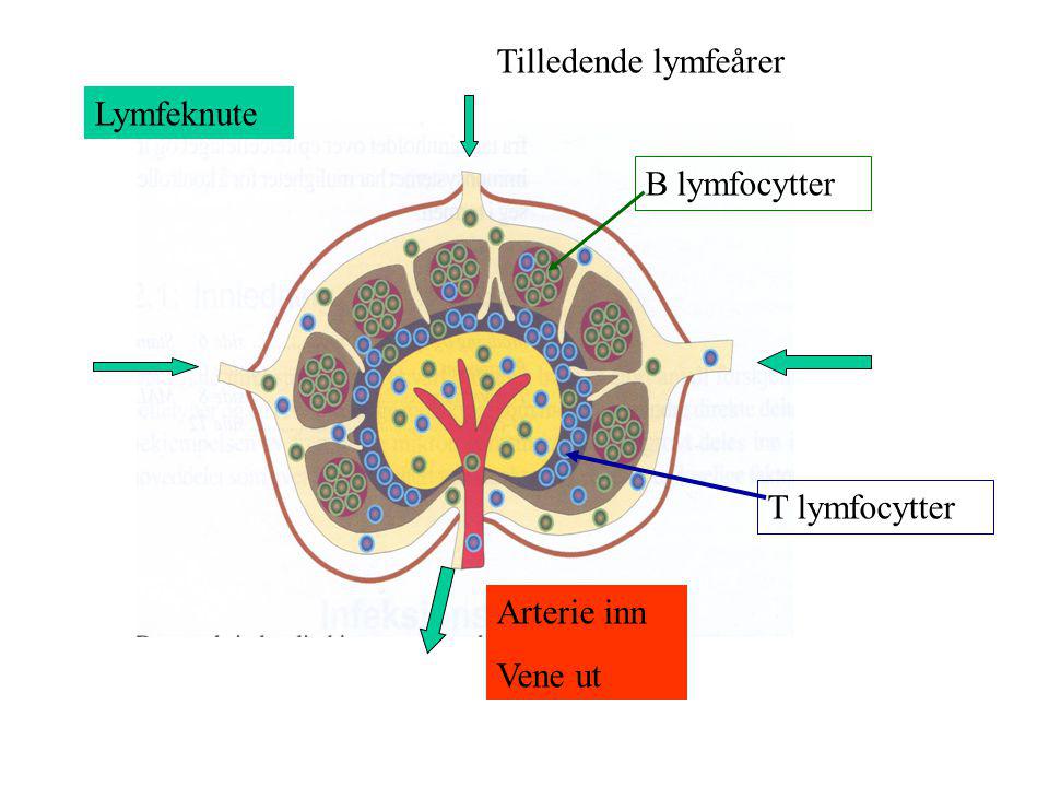 Tilledende lymfeårer Lymfeknute B lymfocytter T lymfocytter Arterie inn Vene ut