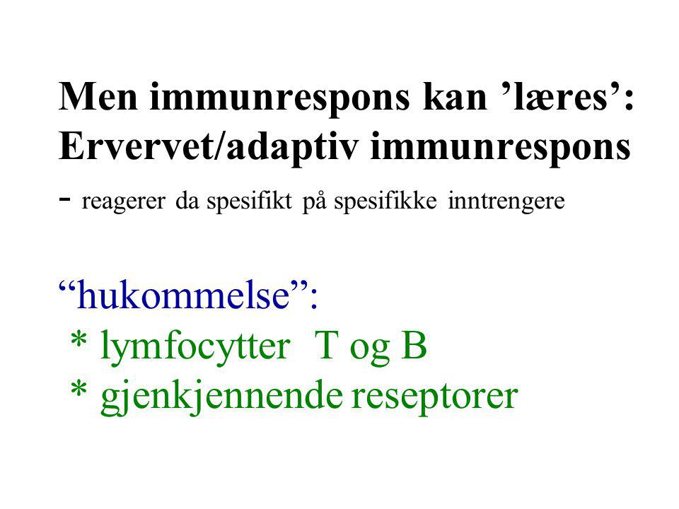 Men immunrespons kan ’læres’: Ervervet/adaptiv immunrespons - reagerer da spesifikt på spesifikke inntrengere hukommelse : * lymfocytter T og B * gjenkjennende reseptorer