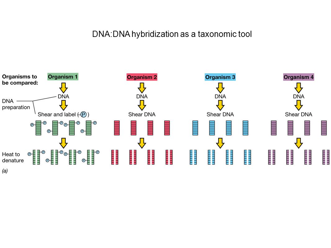 DNA:DNA hybridization as a taxonomic tool