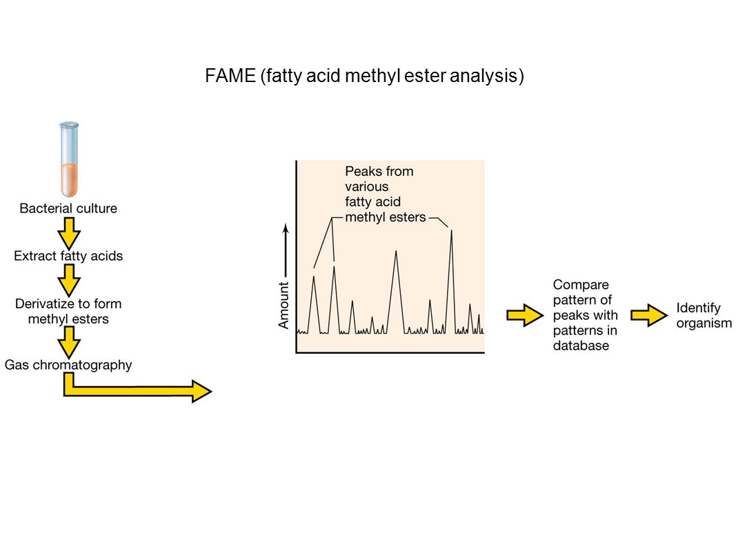 FAME (fatty acid methyl ester analysis)