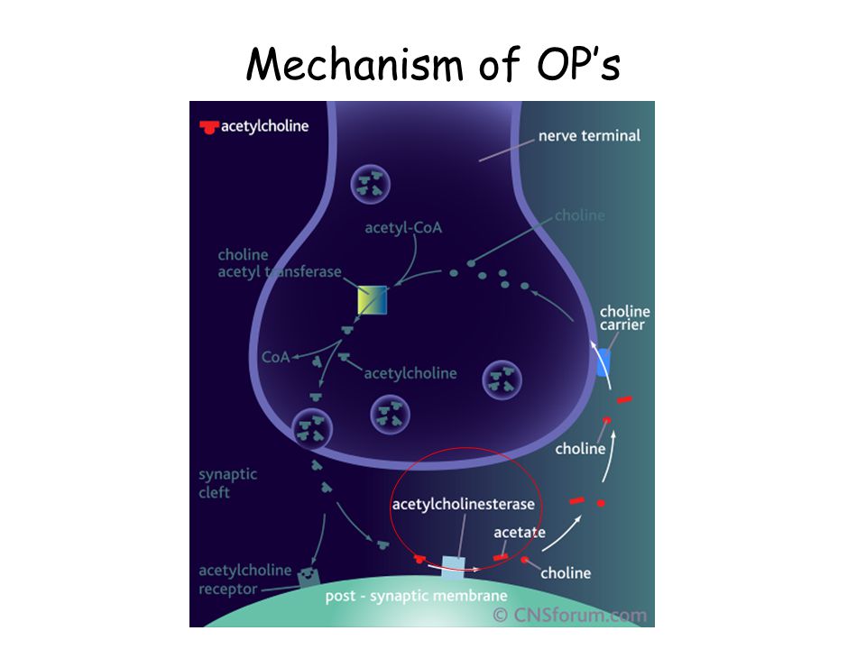 Mechanism of OP’s 26