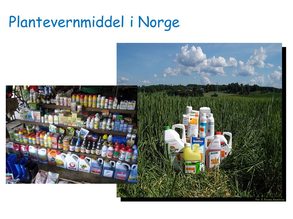 Plantevernmiddel i Norge