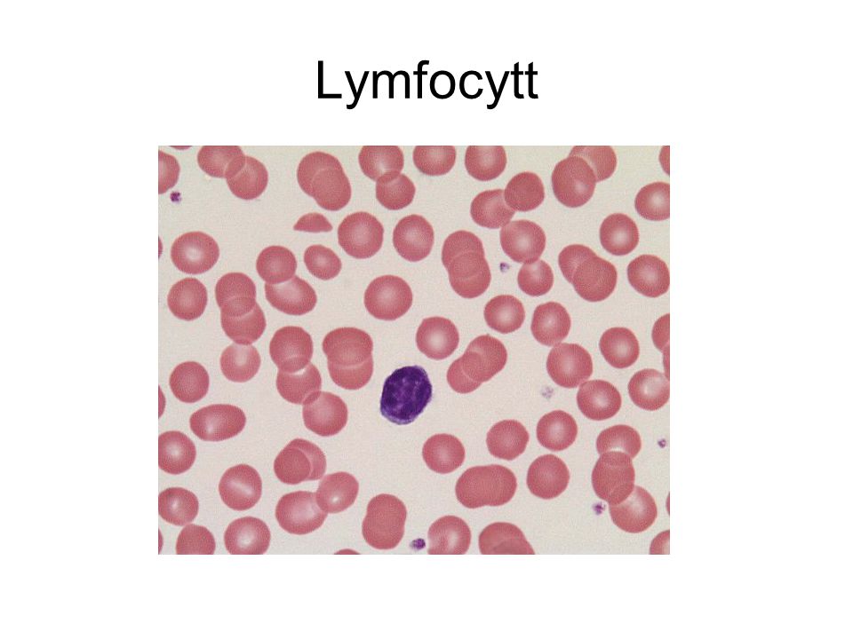 Lymfocytt