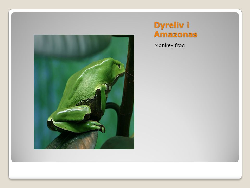 Dyreliv i Amazonas Monkey frog
