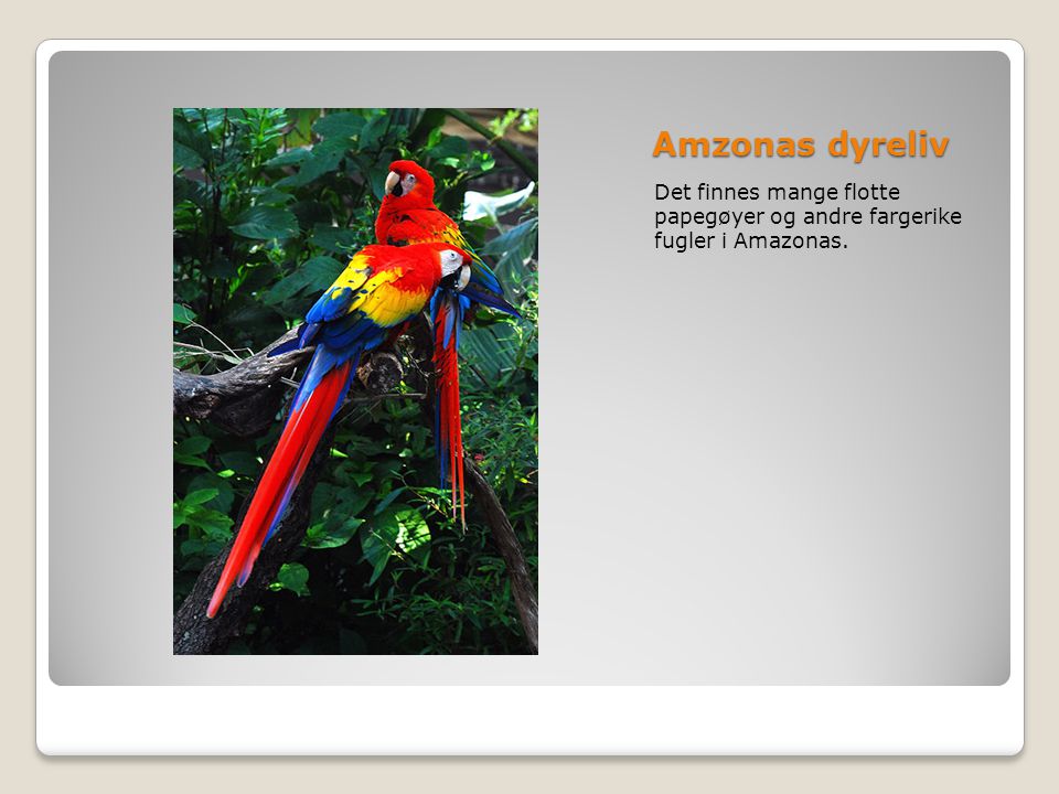 Amzonas dyreliv Det finnes mange flotte papegøyer og andre fargerike fugler i Amazonas.