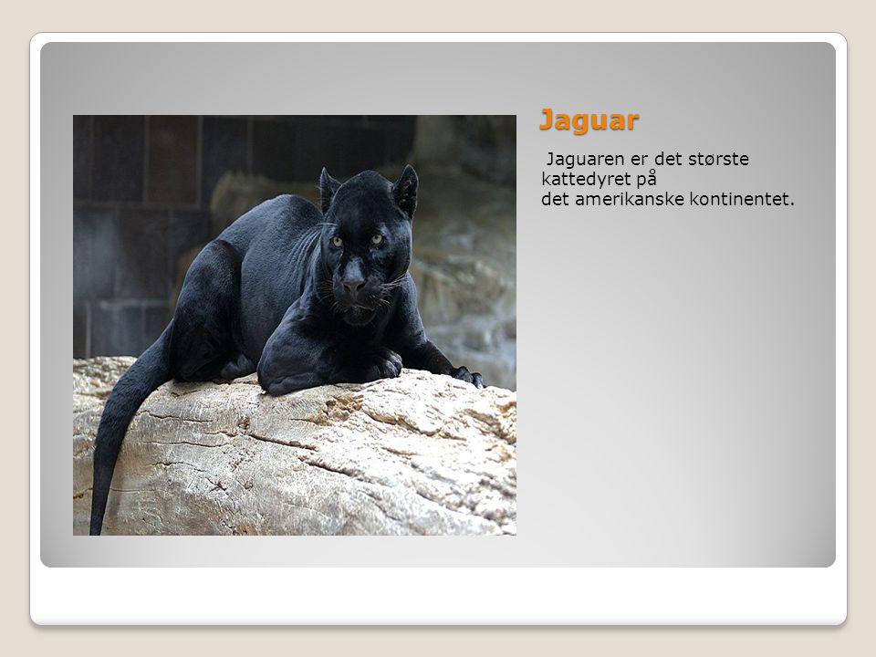 Jaguar Jaguaren er det største kattedyret på det amerikanske kontinentet.