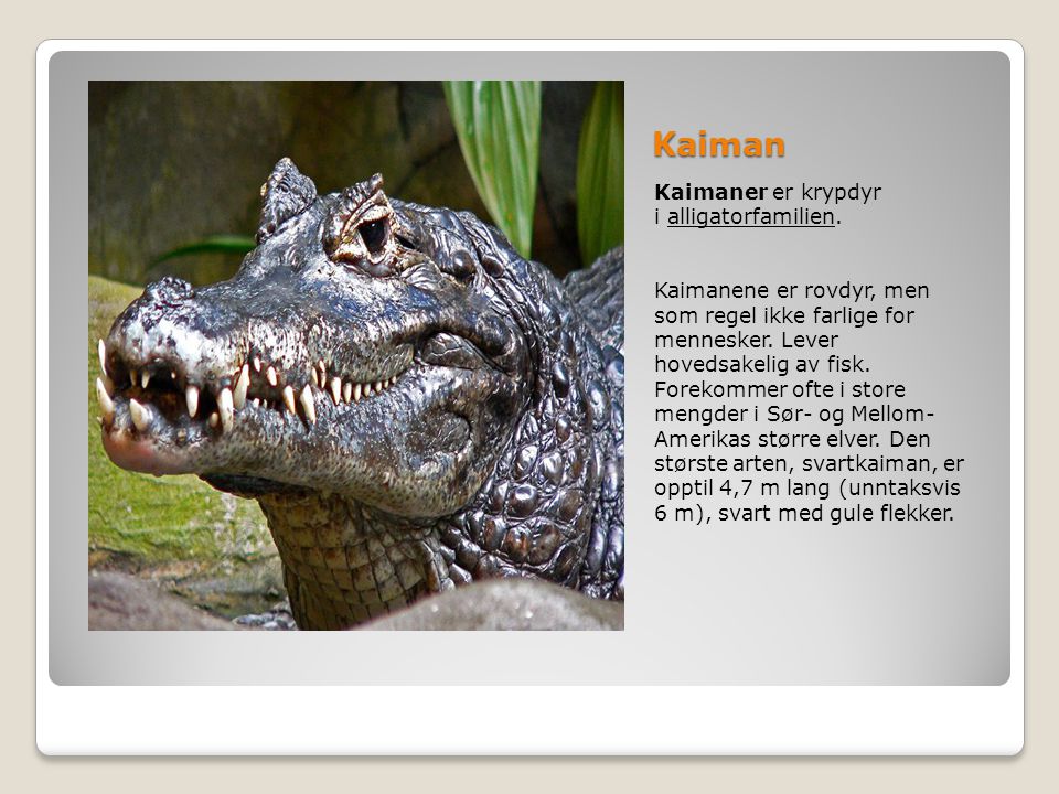 Kaiman Kaimaner er krypdyr i alligatorfamilien.