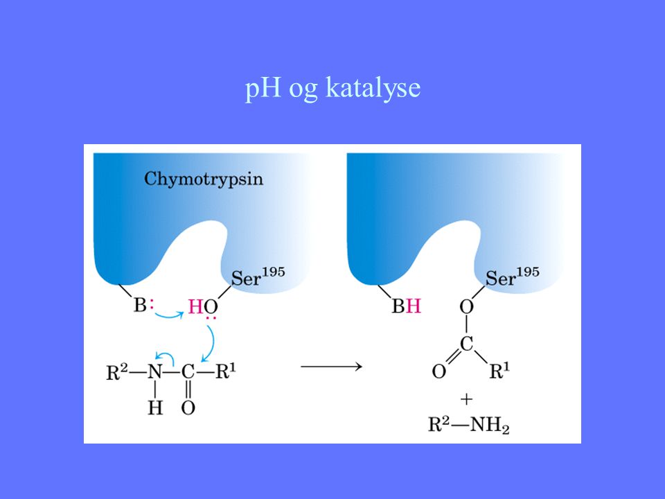 pH og katalyse