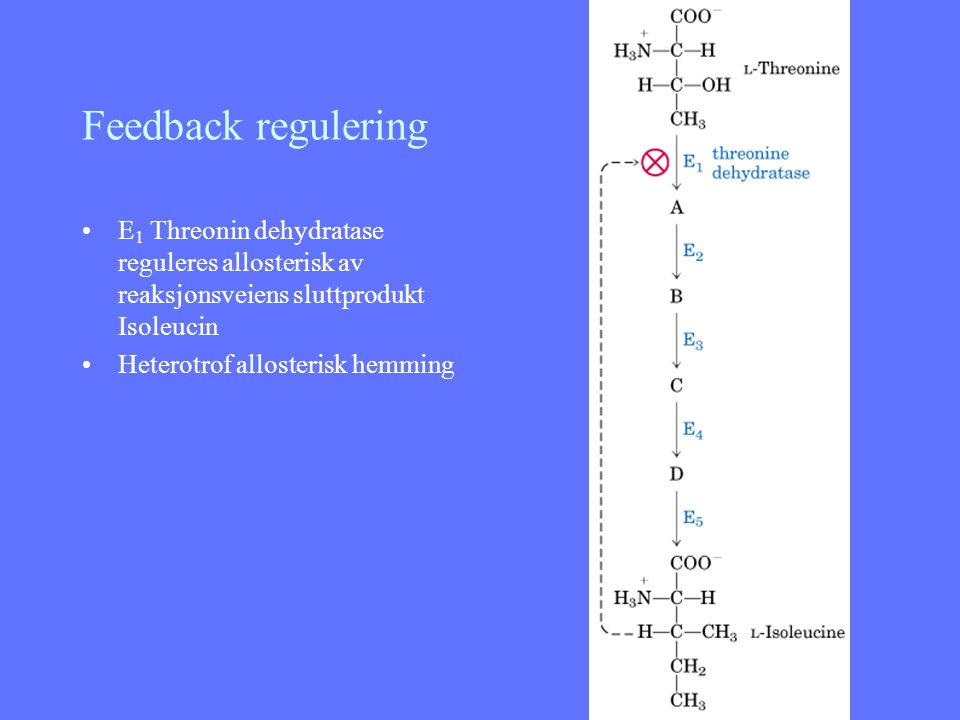 Feedback regulering E1 Threonin dehydratase reguleres allosterisk av reaksjonsveiens sluttprodukt Isoleucin.