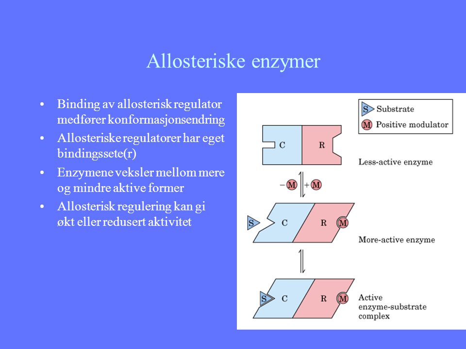 Allosteriske enzymer Binding av allosterisk regulator medfører konformasjonsendring. Allosteriske regulatorer har eget bindingssete(r)