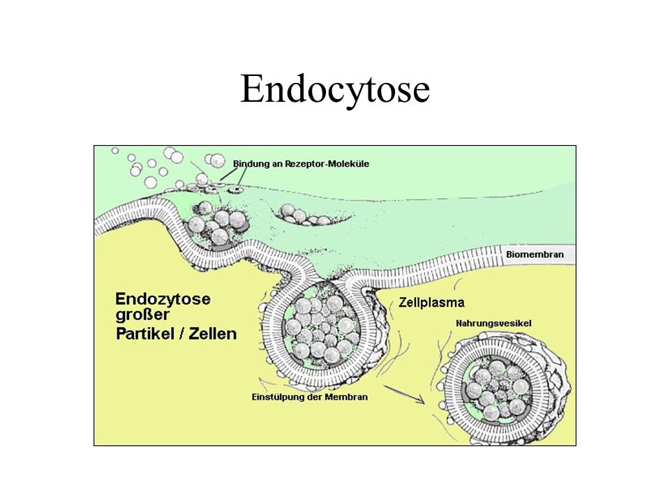 Endocytose
