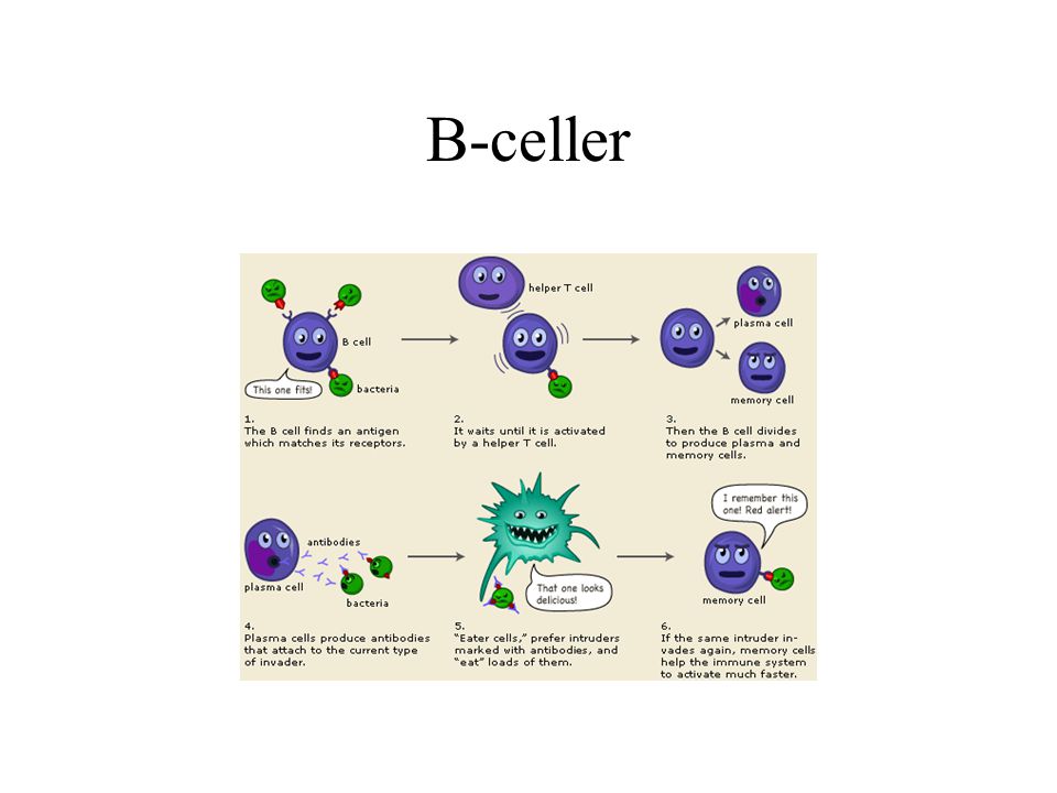 B-celler