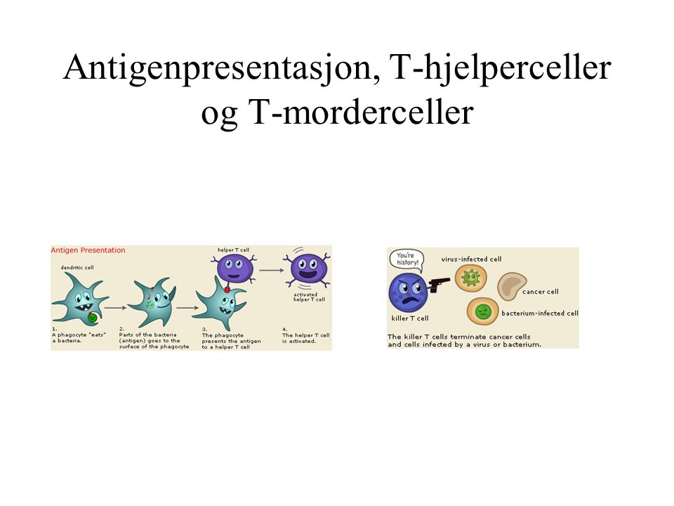 Antigenpresentasjon, T-hjelperceller og T-morderceller