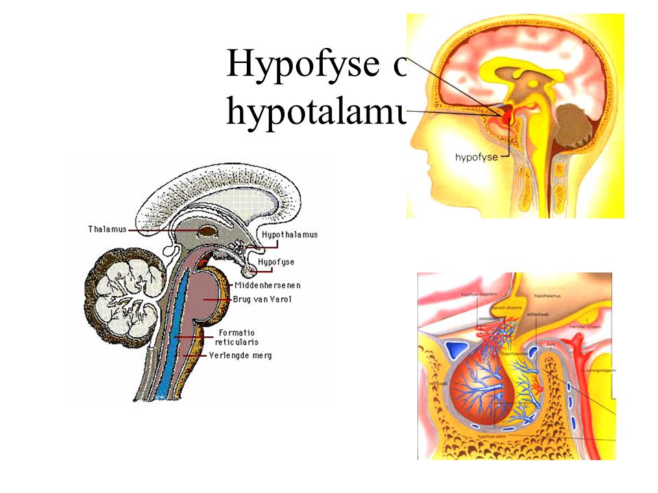 Hypofyse og hypotalamus