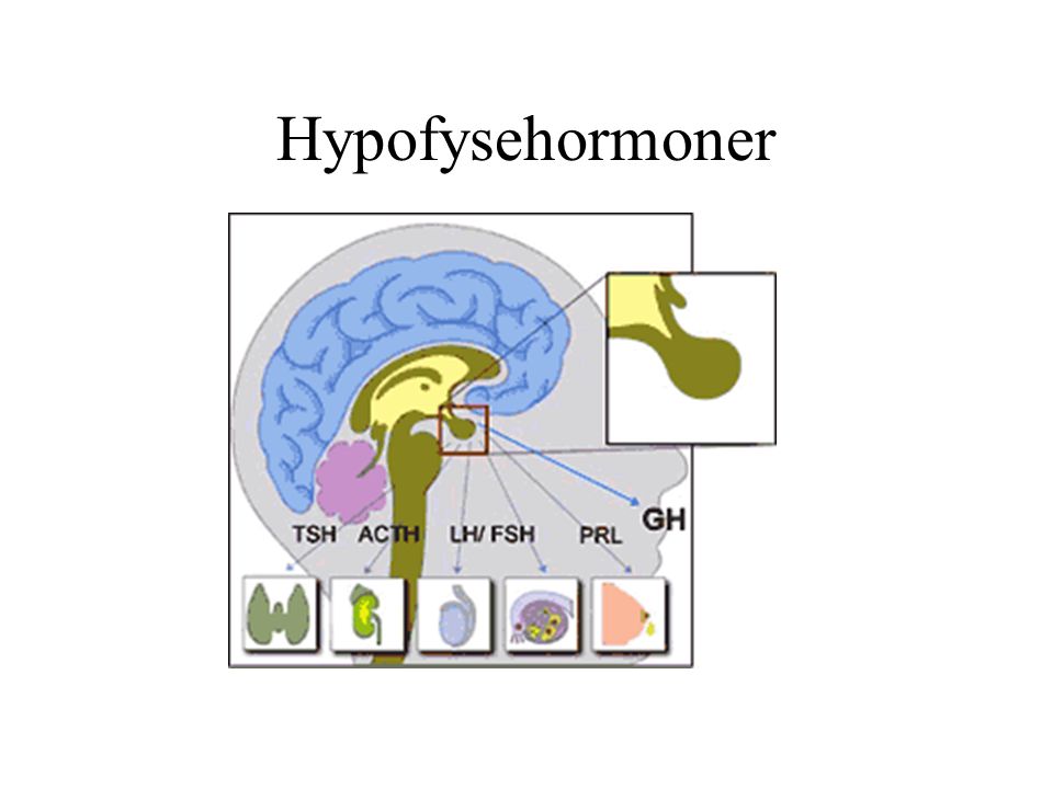 Hypofysehormoner