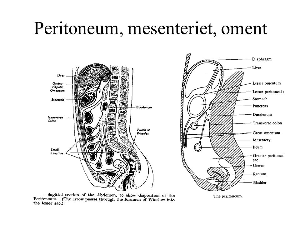 Peritoneum, mesenteriet, oment