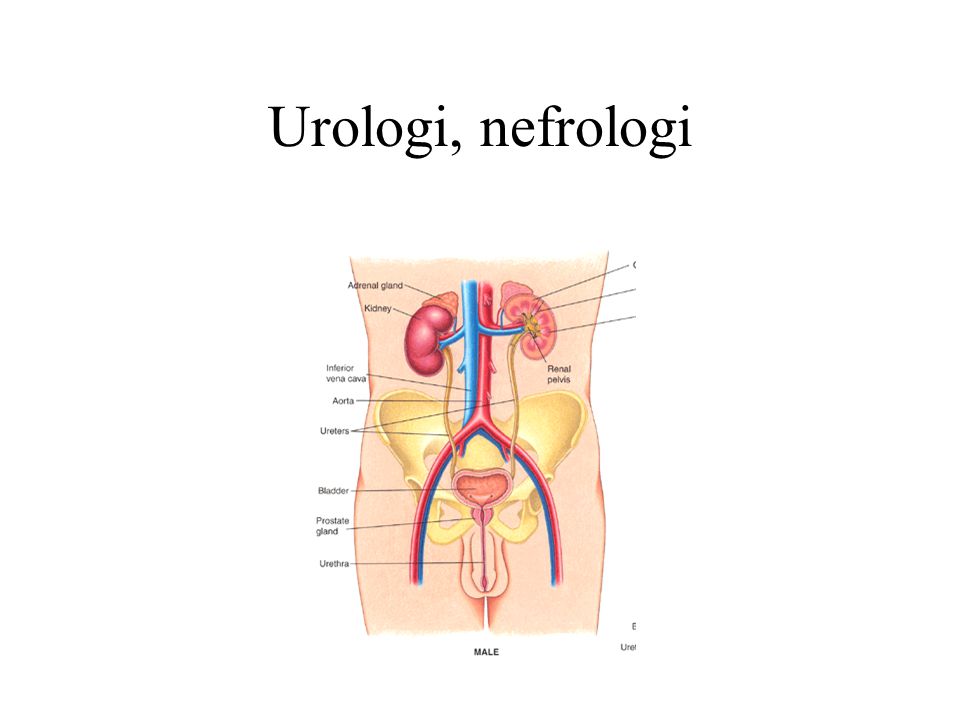 Urologi, nefrologi
