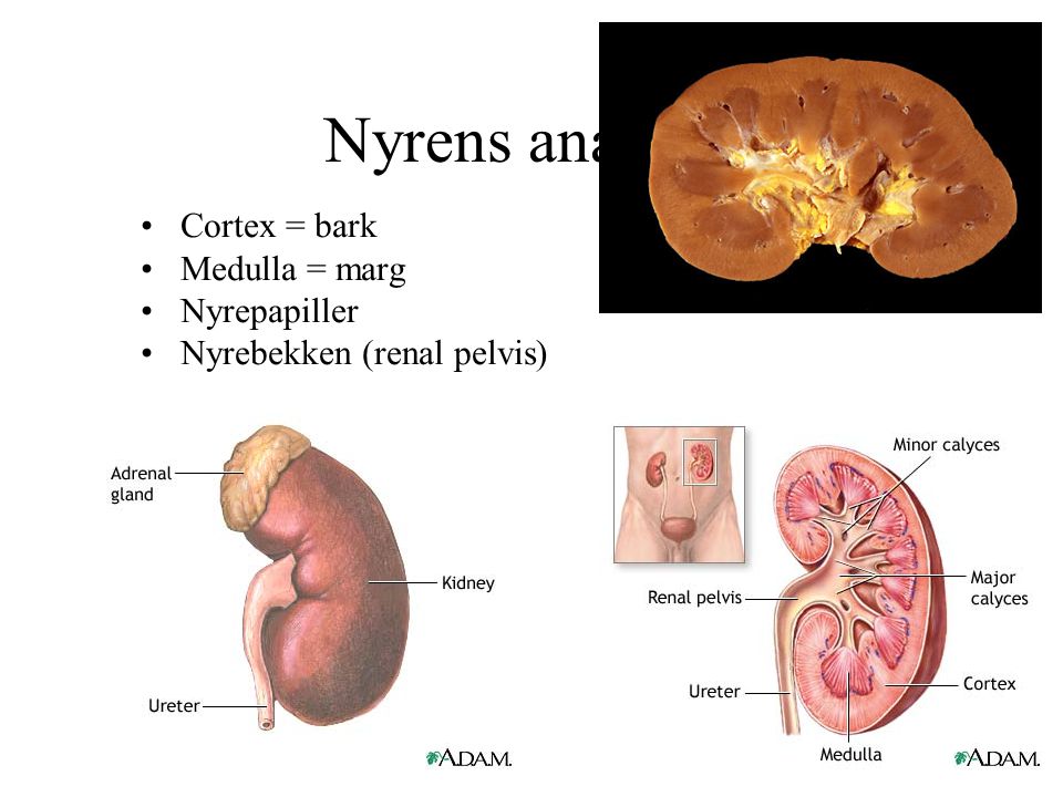 Nyrens anatomi Cortex = bark Medulla = marg Nyrepapiller