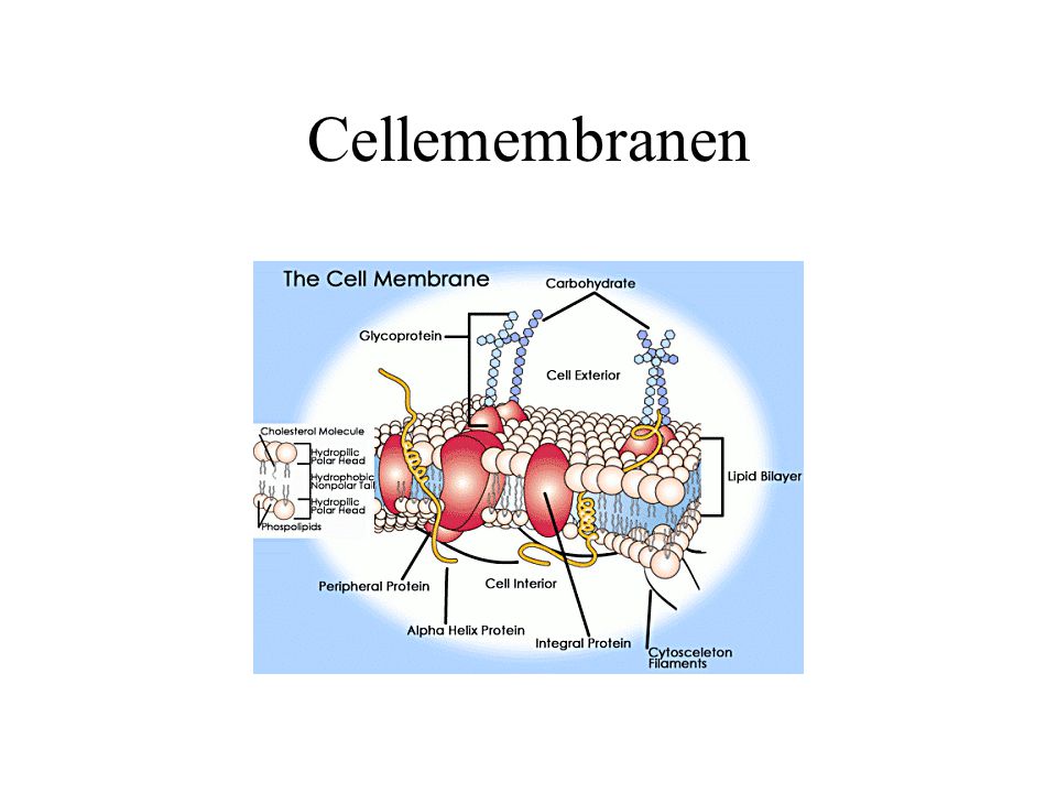 Cellemembranen