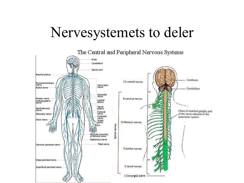 Nervesystemets to deler