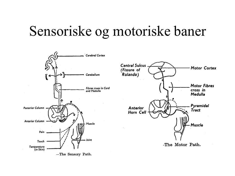 Sensoriske og motoriske baner