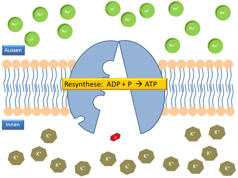 Resynthese: ADP + P  ATP