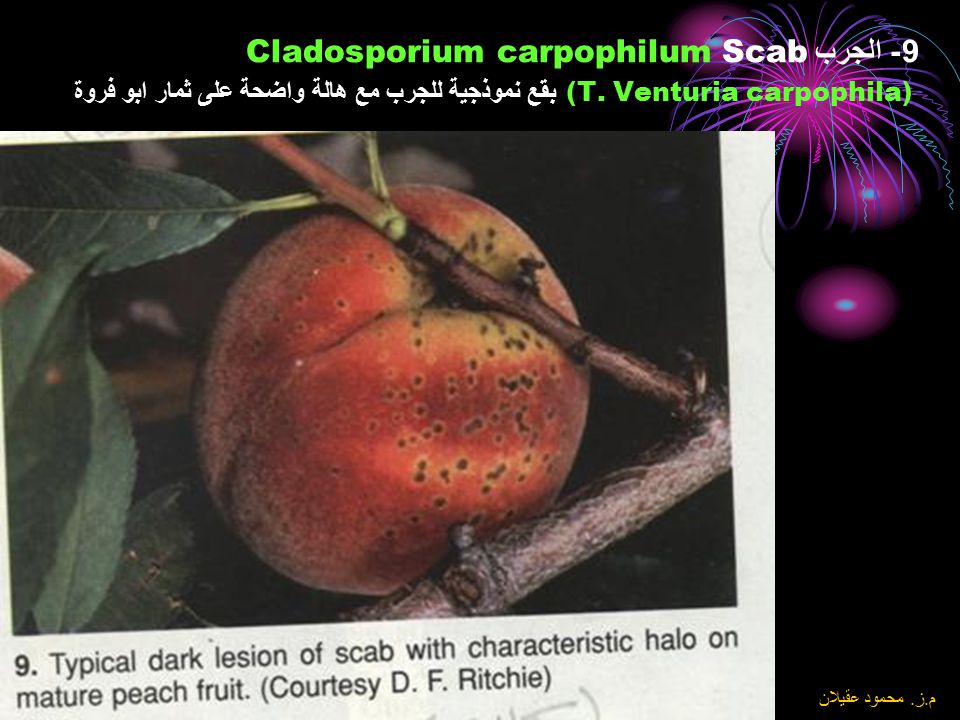 9- الجرب Scab Cladosporium carpophilum (T