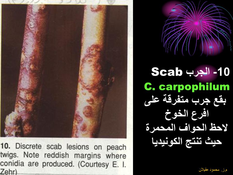 10- الجرب Scab C. carpophilum بقع جرب متفرقة على افرع الخوخ لاحظ الحواف المحمرة حيث تنتج الكونيديا