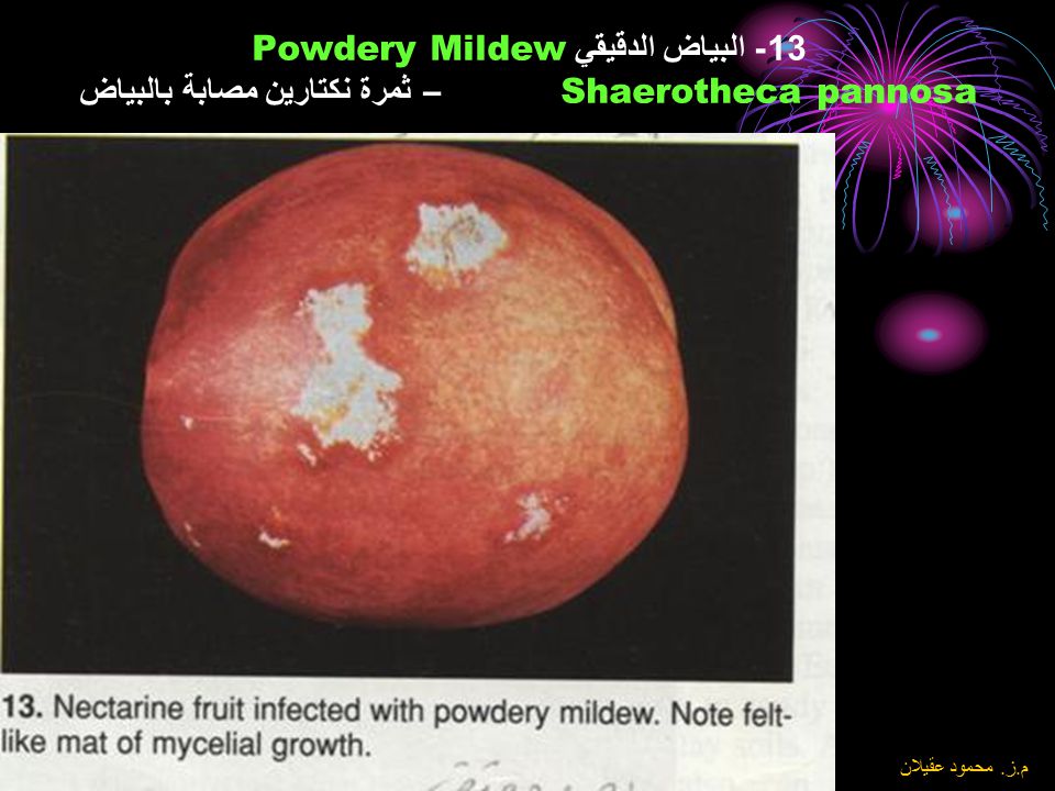 13- البياض الدقيقي Powdery Mildew Shaerotheca pannosa – ثمرة نكتارين مصابة بالبياض