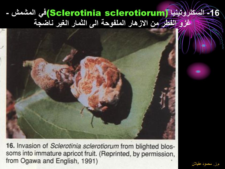 16- السكلروتينيا (Sclerotinia sclerotiorum)في المشمش - غزو الفطر من الازهار الملفوحة الى الثمار الغير ناضجة