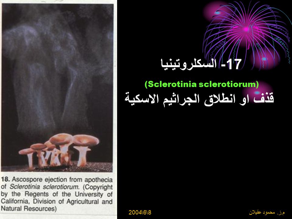 17- السكلروتينيا (Sclerotinia sclerotiorum) قذف او انطلاق الجراثيم الاسكية
