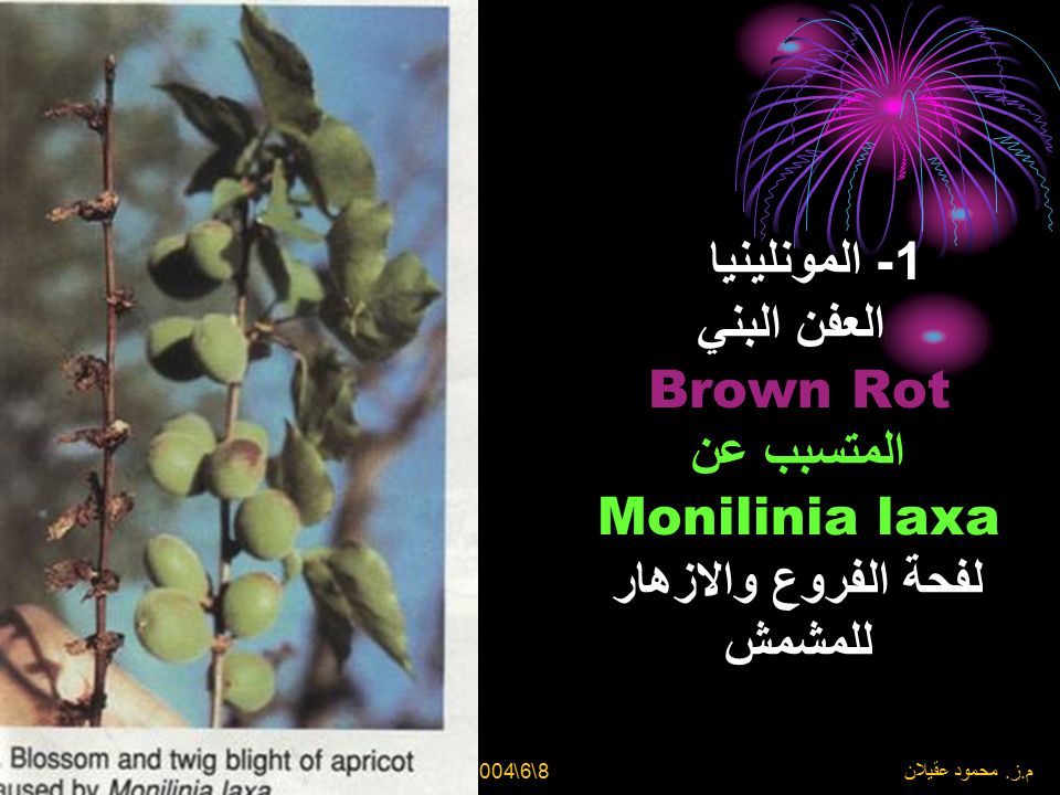 1- المونلينيا العفن البني Brown Rot المتسبب عن Monilinia laxa لفحة الفروع والازهار للمشمش