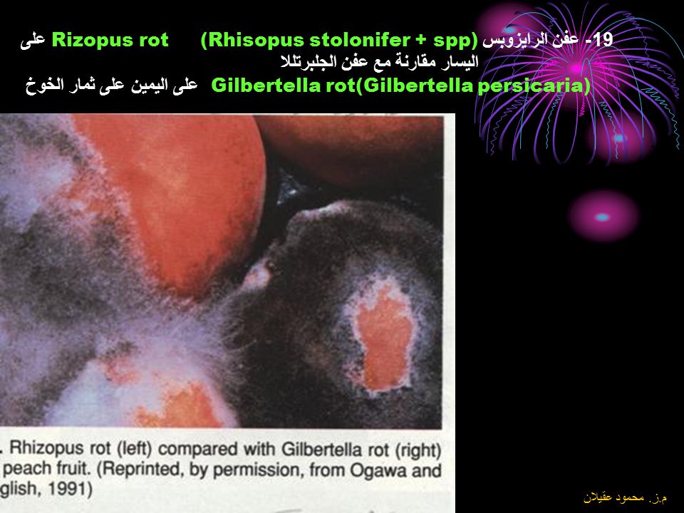 19- عفن الرايزوبس Rizopus rot (Rhisopus stolonifer + spp) على اليسار مقارنة مع عفن الجلبرتللا Gilbertella rot(Gilbertella persicaria) على اليمين على ثمار الخوخ