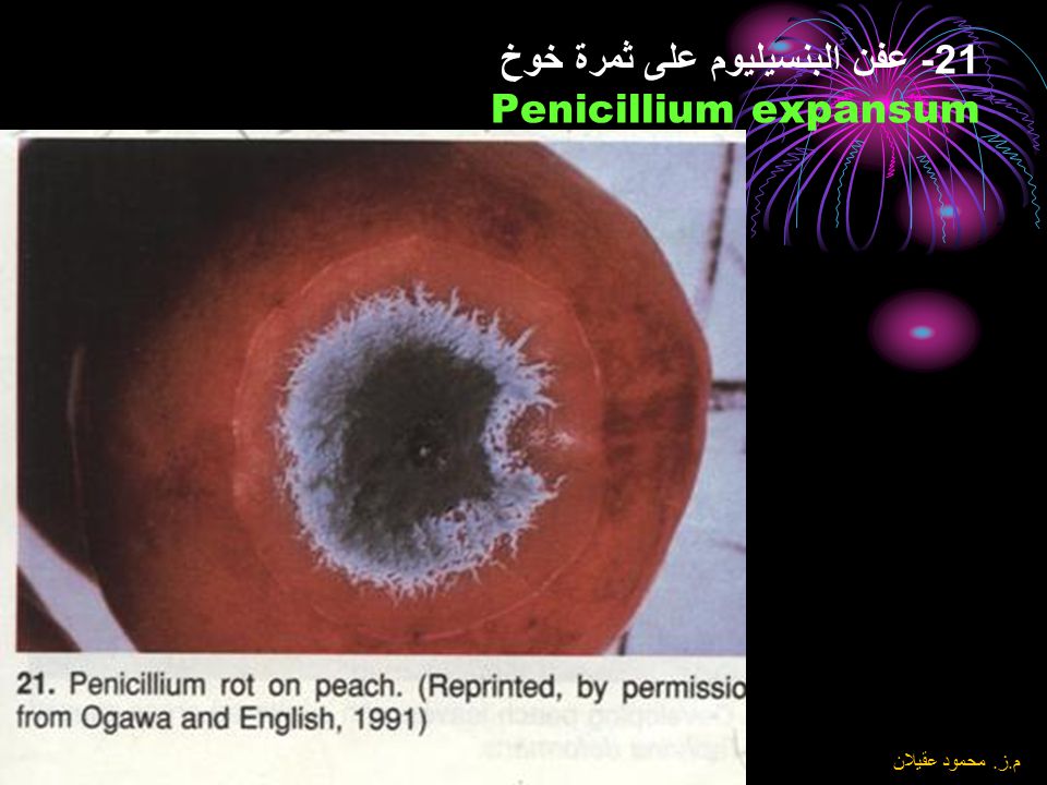 21- عفن البنسيليوم على ثمرة خوخ Penicillium expansum