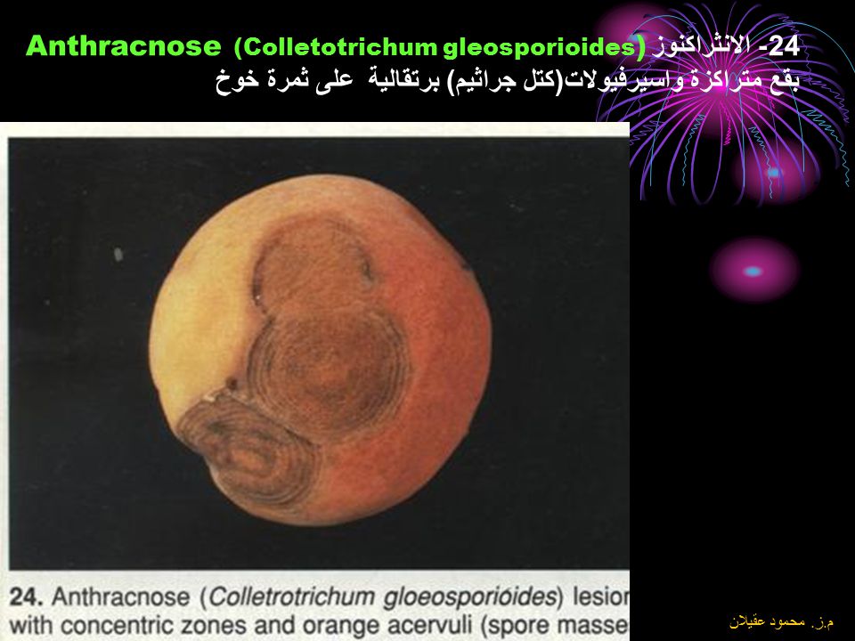 24- الانثراكنوز Anthracnose (Colletotrichum gleosporioides) بقع متراكزة واسيرفيولات(كتل جراثيم) برتقالية على ثمرة خوخ